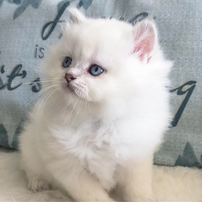 726418EA-B6AA-4FBA-BD5D-C4E77E6C7DDB