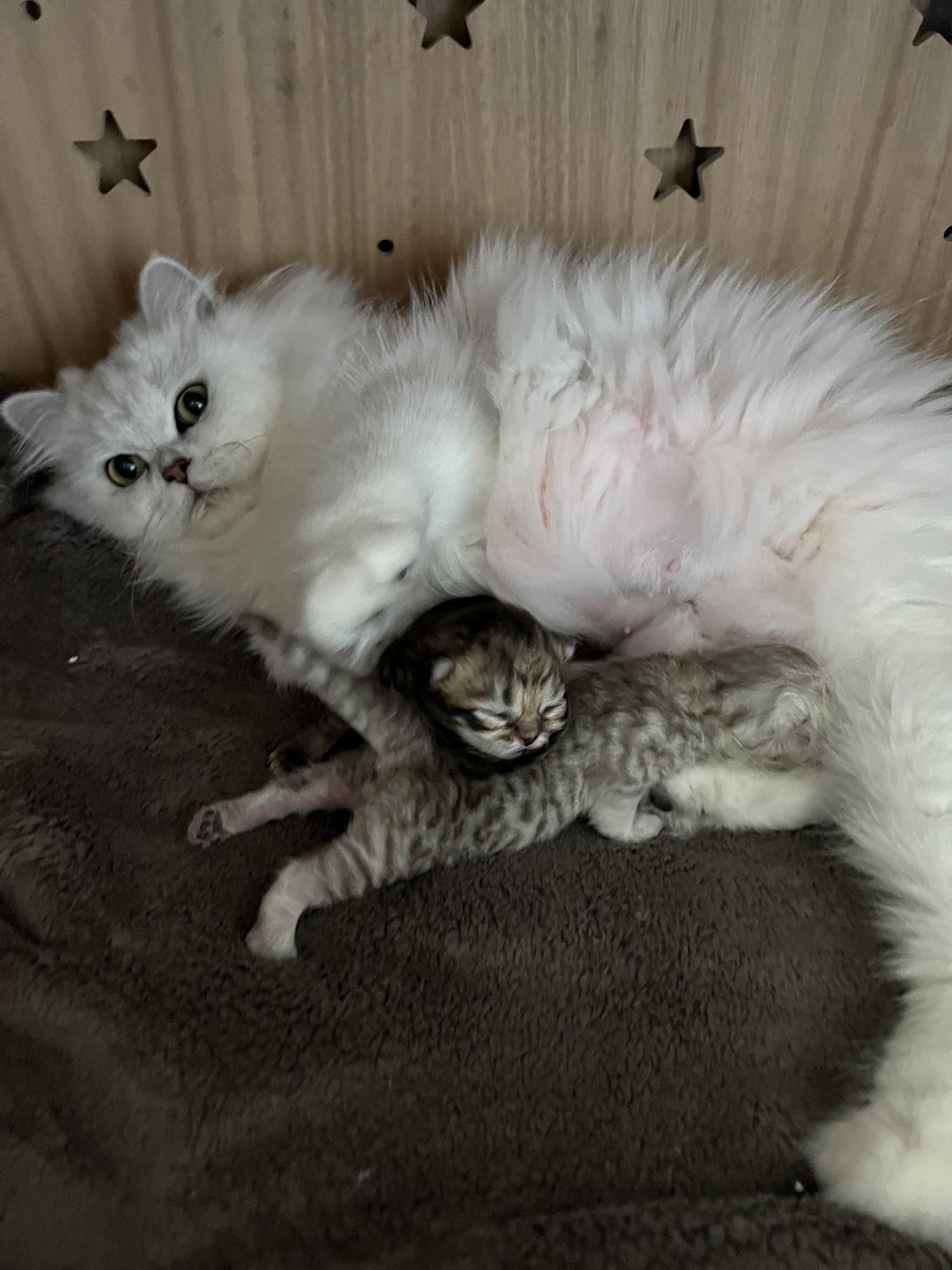 C4358D0D-5E0F-4DAB-BA21-FA8DCE176857